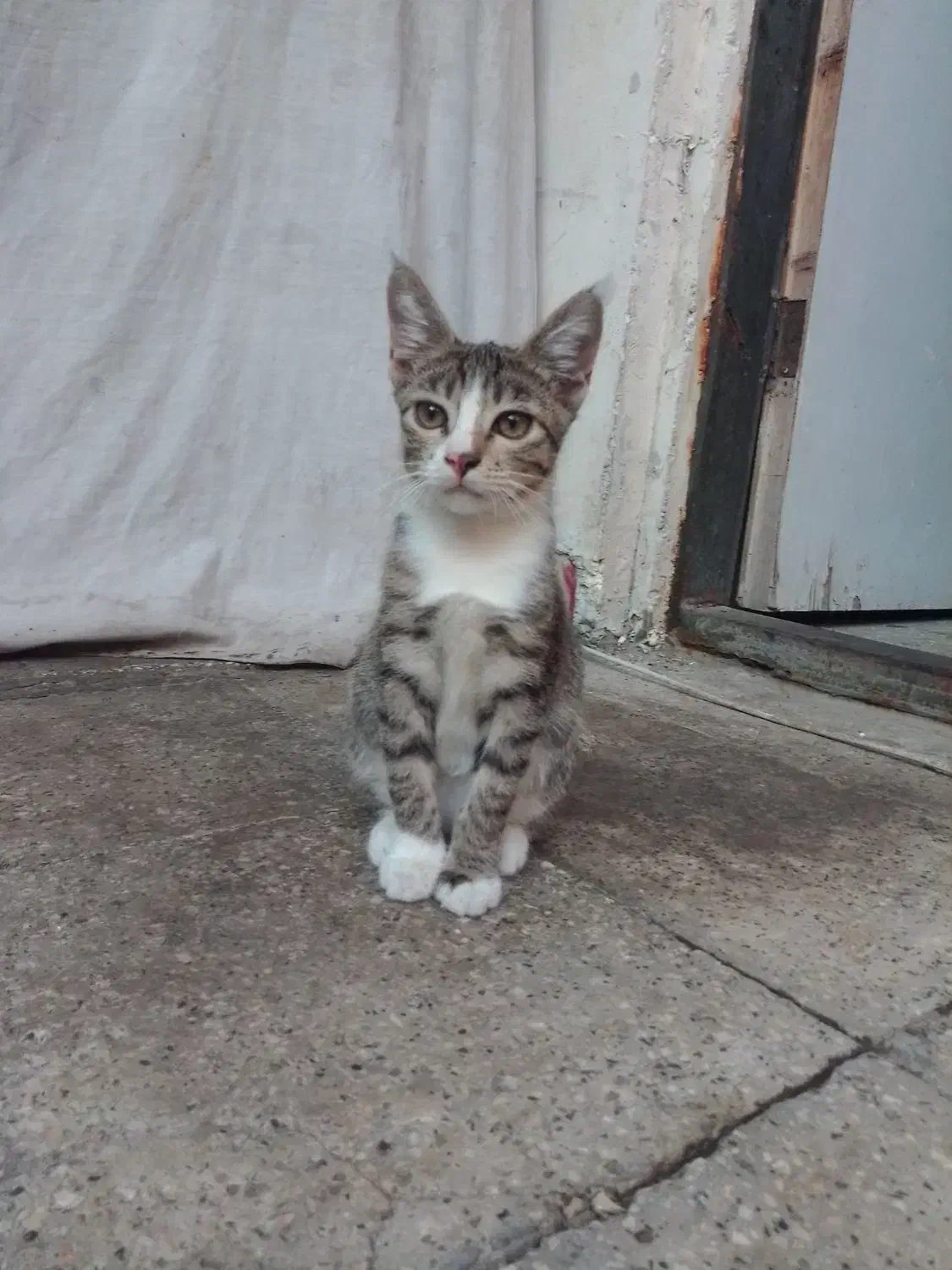 واگذاری ماده گربه ۶ماهه به صورت رایگان|گربه|ساری, |دیوار