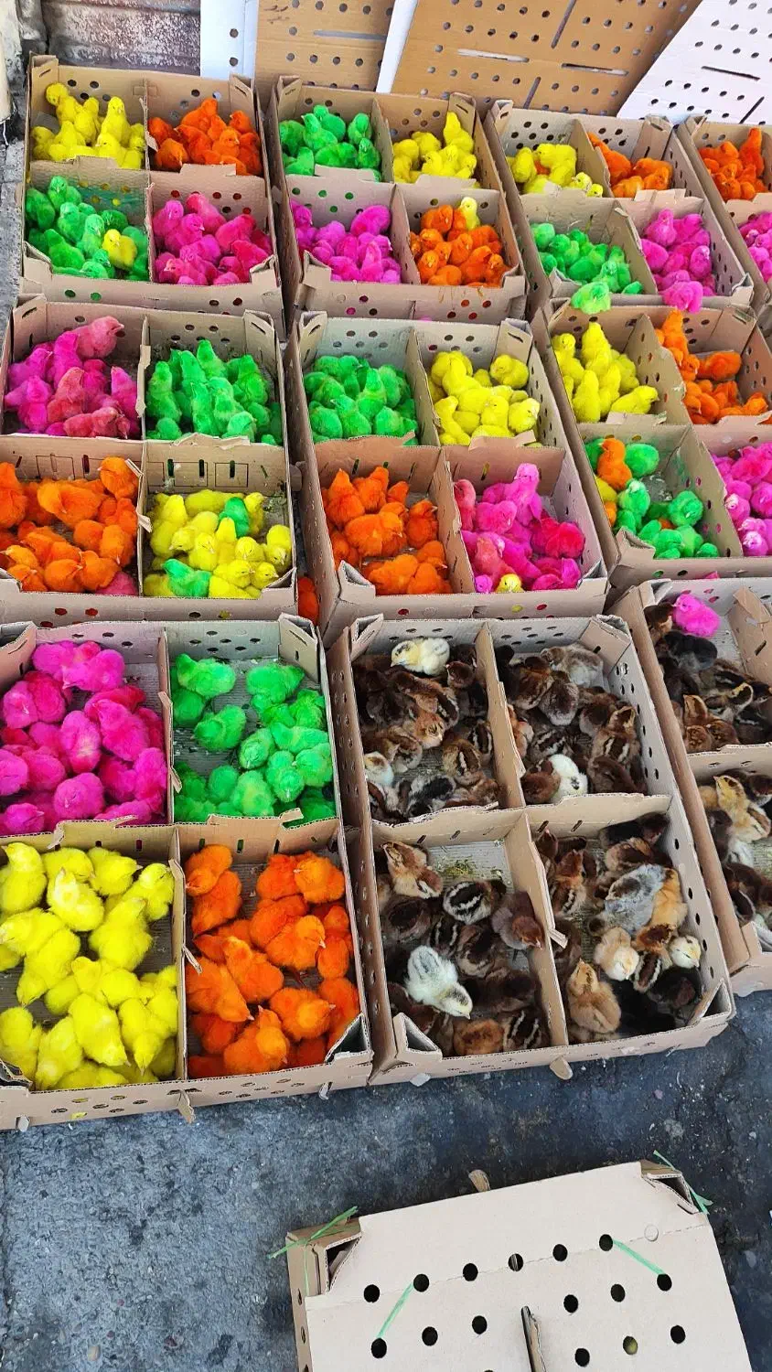 جوجه مرغ و خروس یک روزه|حیوانات مزرعه|اهواز, شریعتی جنوبی|دیوار