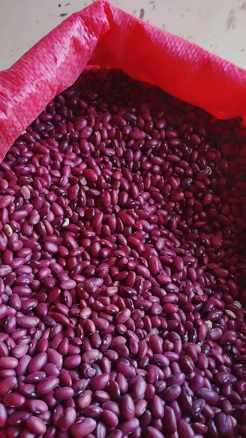 لوبیا|عمدهفروشی|بزینه رود, |دیوار