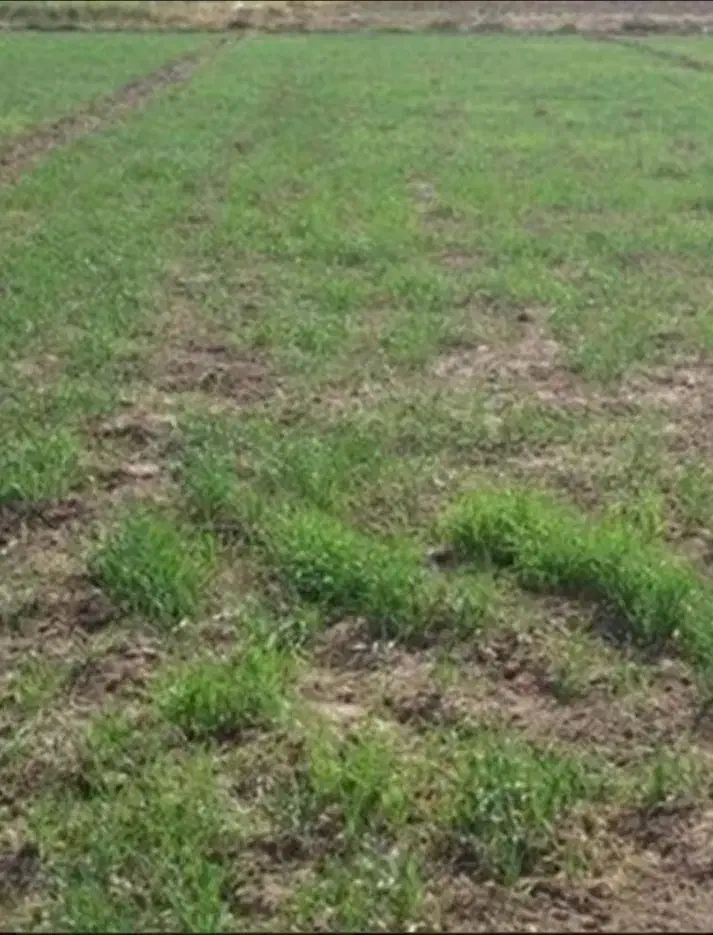 زمین هزار متری کوهنانی|فروش دفتر صنعتی، کشاورزی، تجاری|کوهنانی, |دیوار