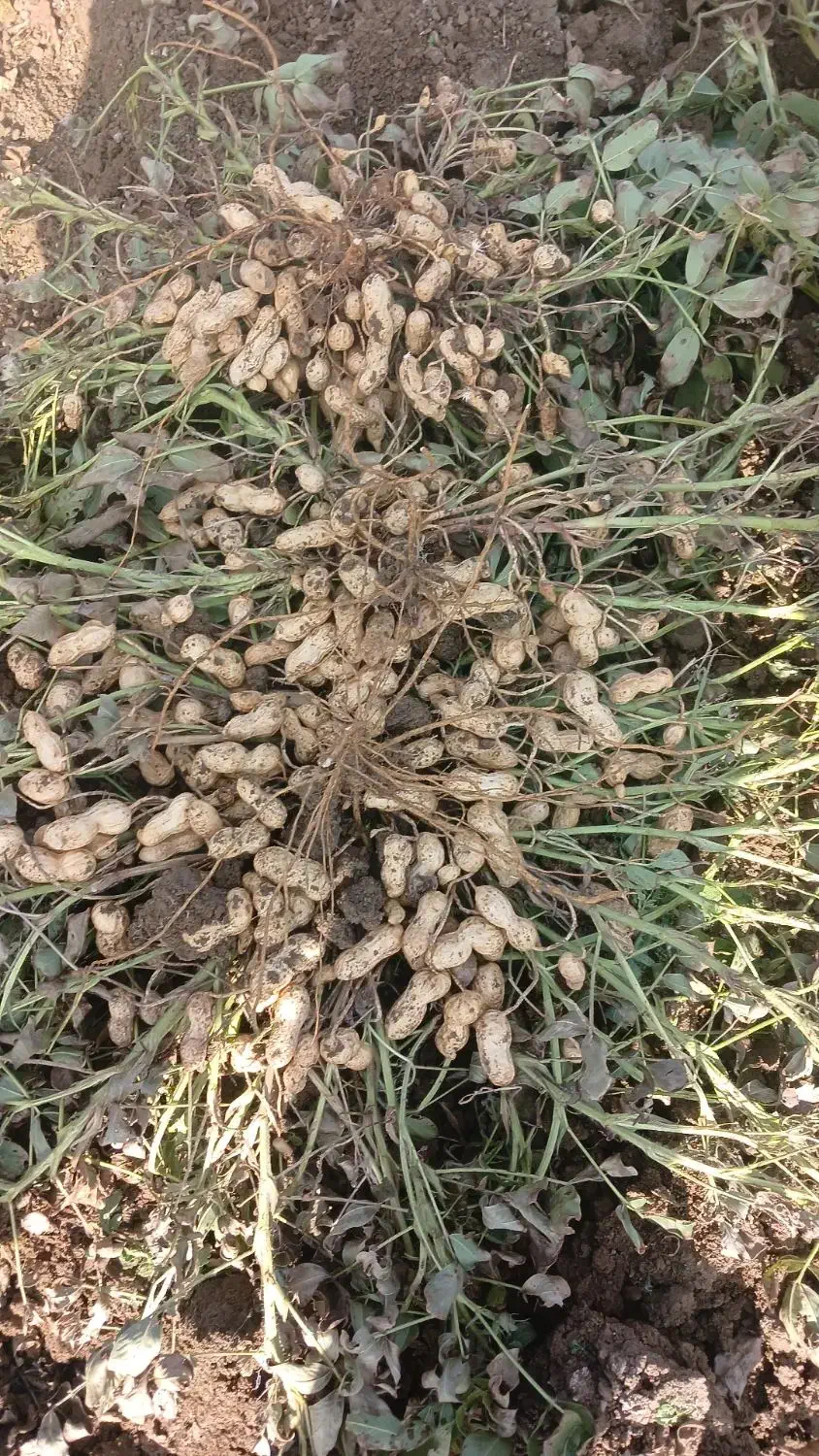 قیمت ۱۲۰|عمدهفروشی|پارسآباد, |دیوار