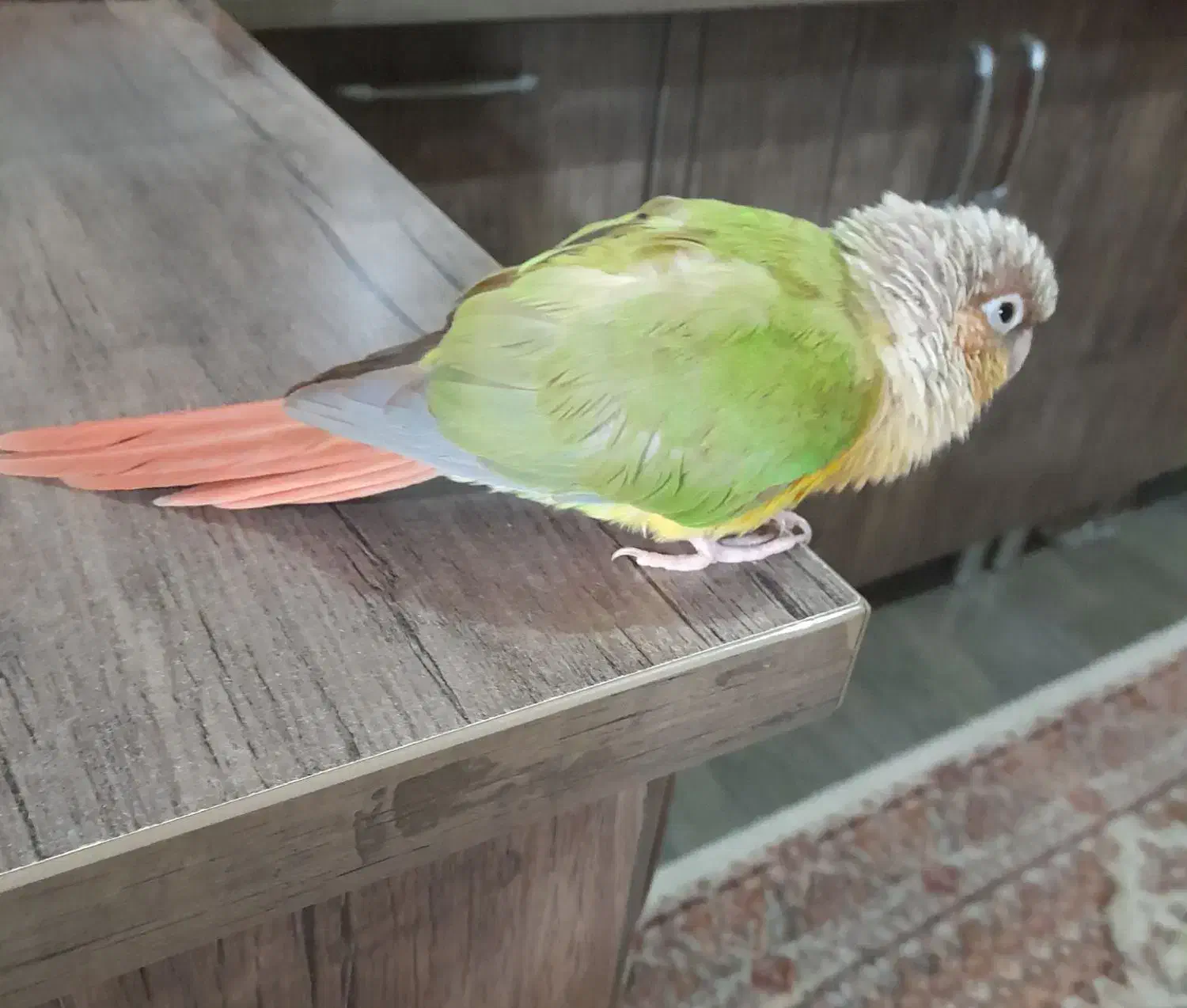 قیمت ۳میلیون باقفس|پرنده|شهریار, شهریار|دیوار