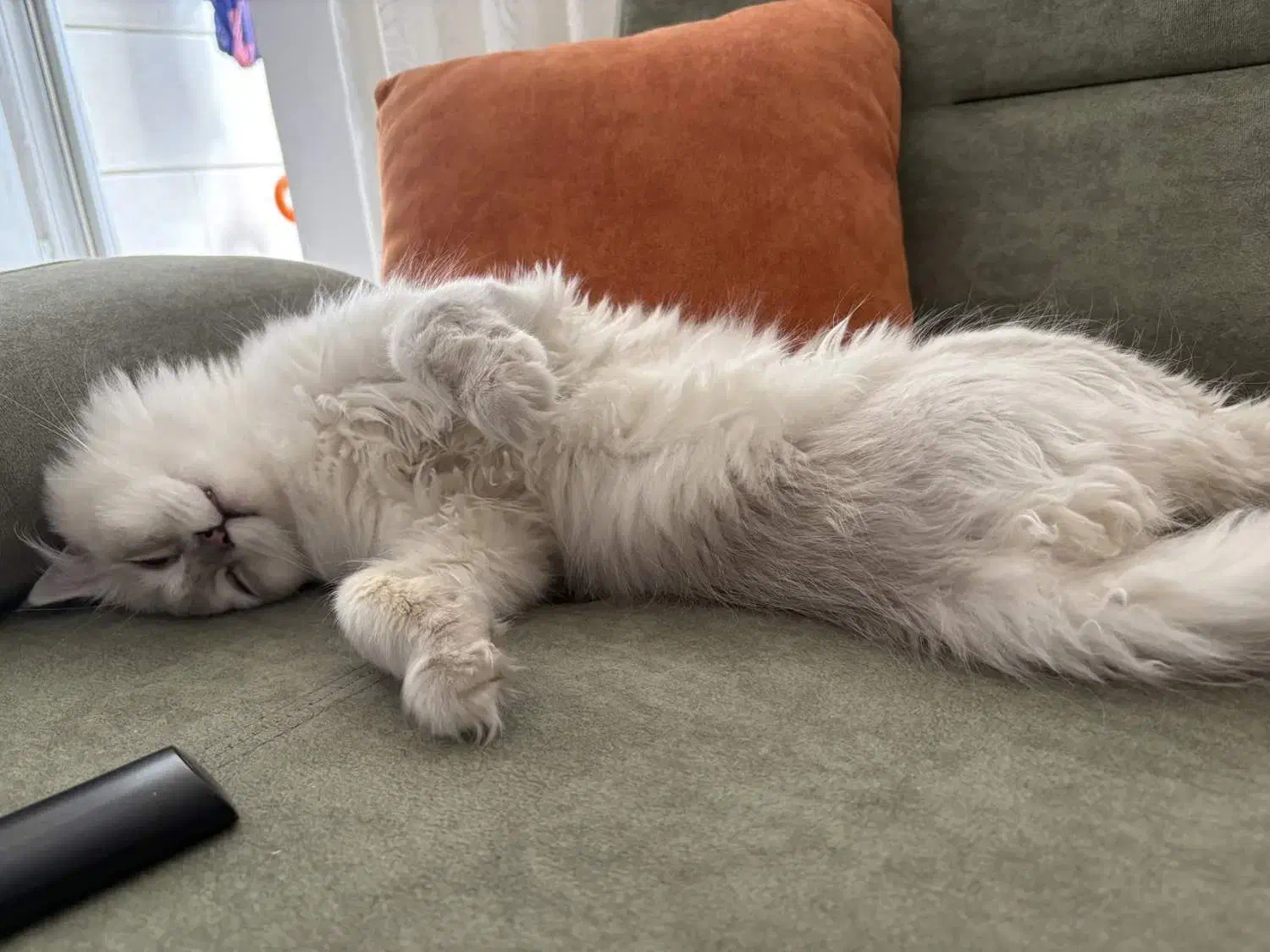 اسکاتیش نر|گربه|قم, زنبیل آباد|دیوار