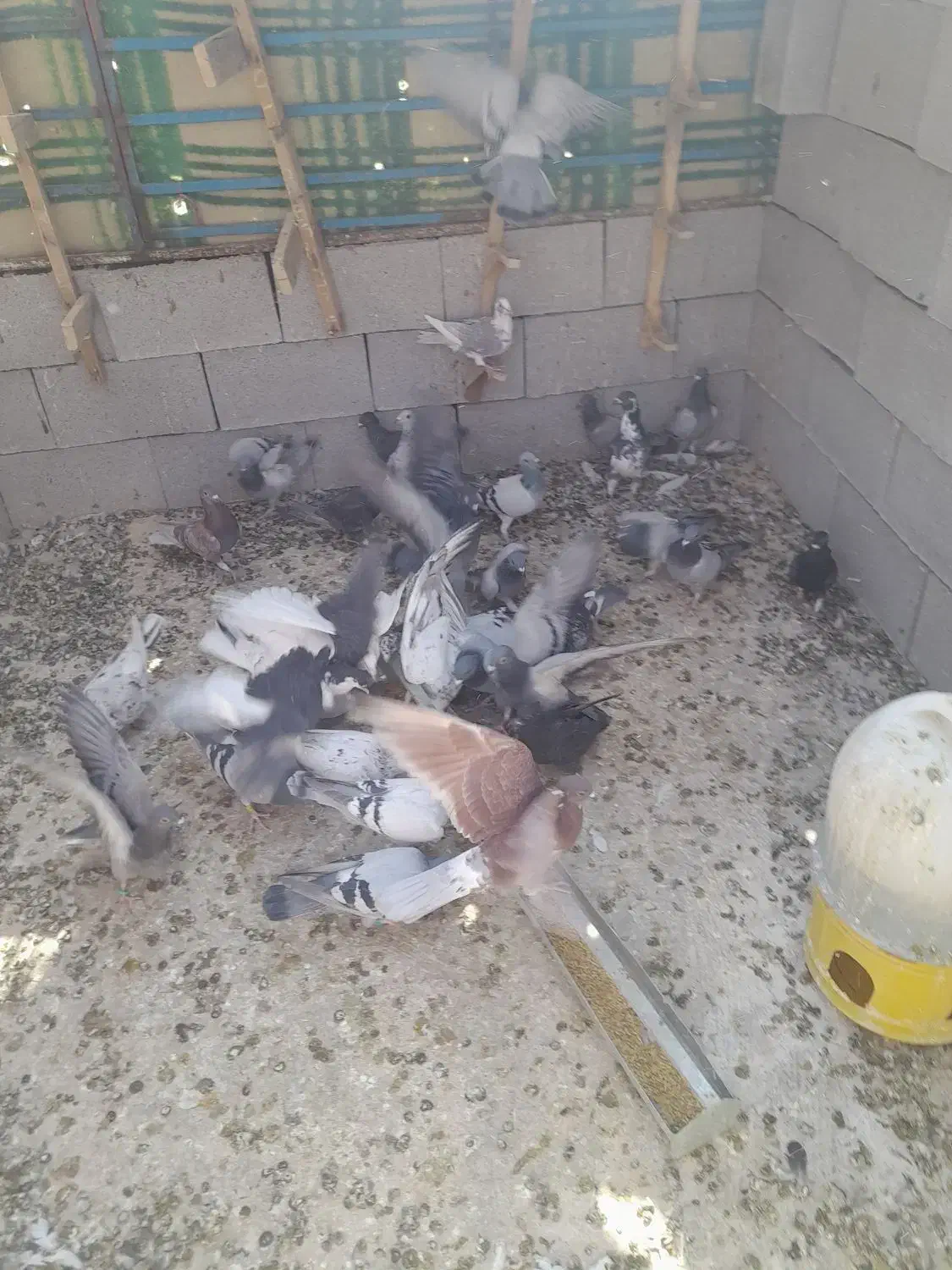 کبوتر سروستان|پرنده|شیراز, ارم|دیوار