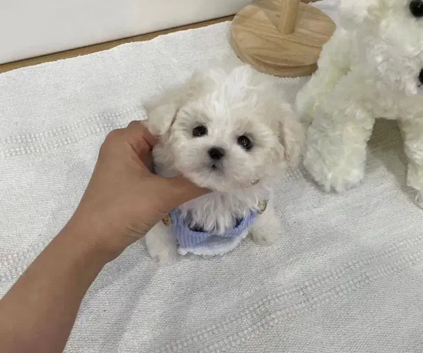 سگ توی|سگ|یاسوج, |دیوار