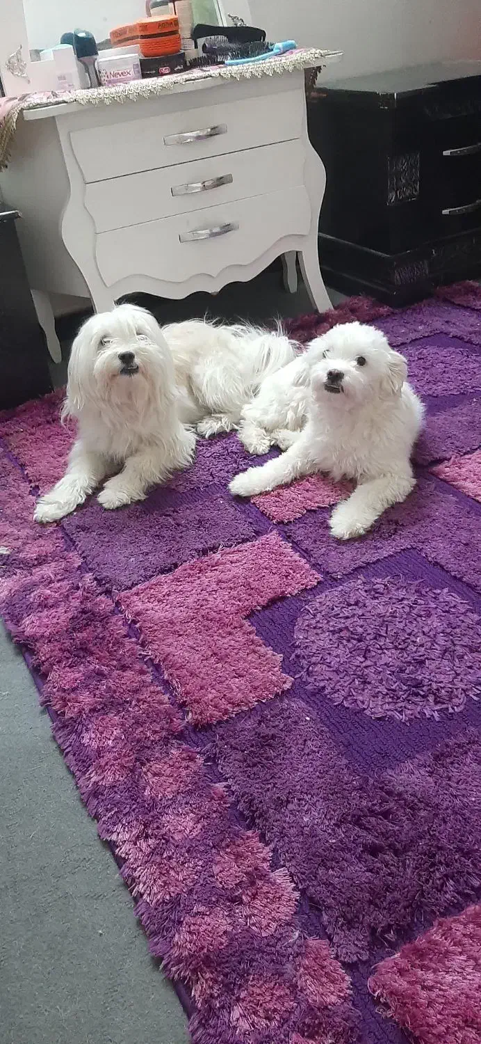 سه عددسگ شیتزو دوعددماده یکی نر|سگ|اردبیل, |دیوار