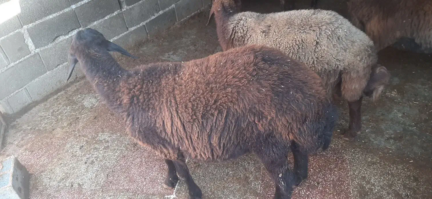 بره نر و ماده گوسفندپرواری|حیوانات مزرعه|علیآباد کتول, |دیوار