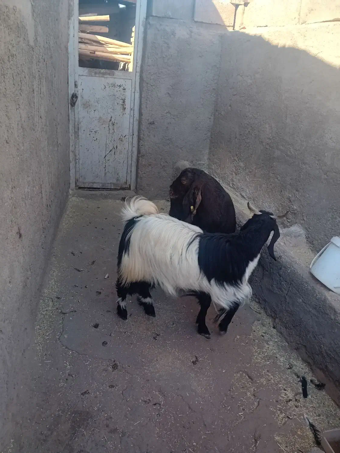 دو عدد بز فروشی|حیوانات مزرعه|رفسنجان, |دیوار