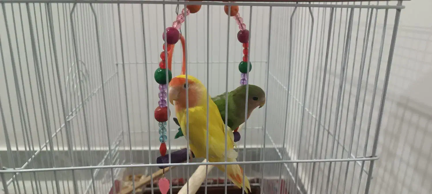 طوطی برزیلی|پرنده|مریوان, |دیوار