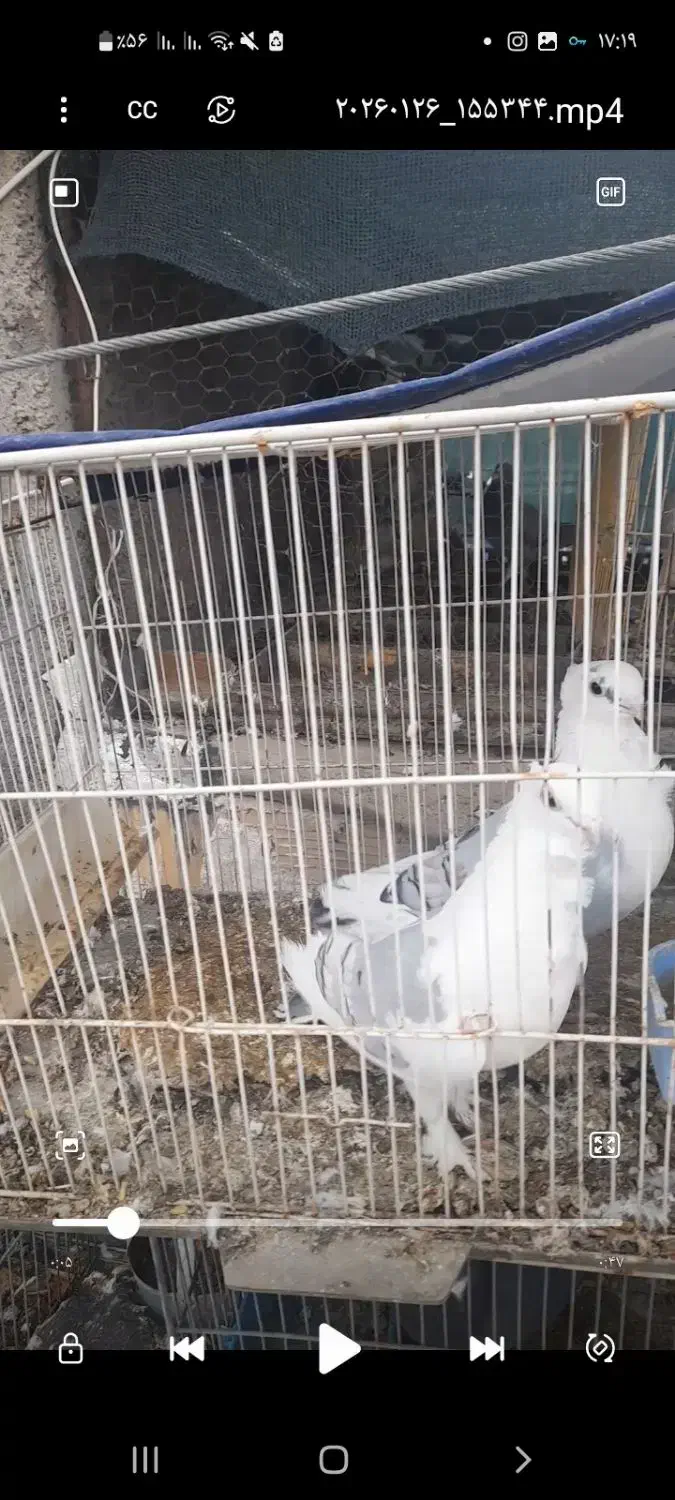 کبوتر|پرنده|بیرجند, |دیوار