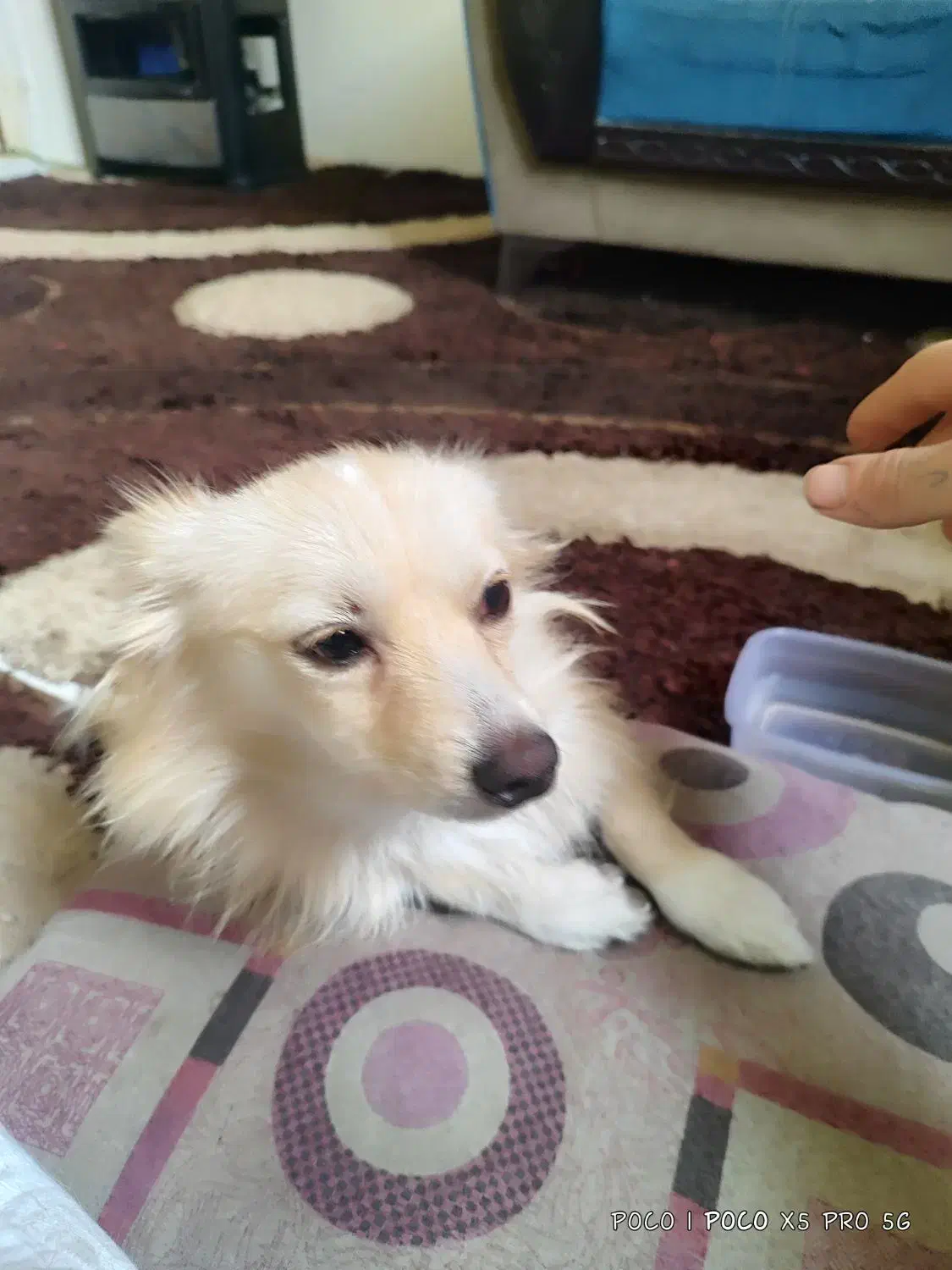 سگ پامر روباهی فروشی|سگ|الوند, |دیوار