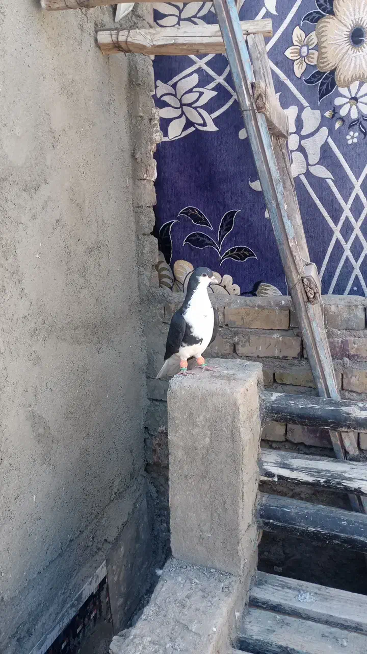 کفتر گمشده|حیوانات|فیروزه, |دیوار