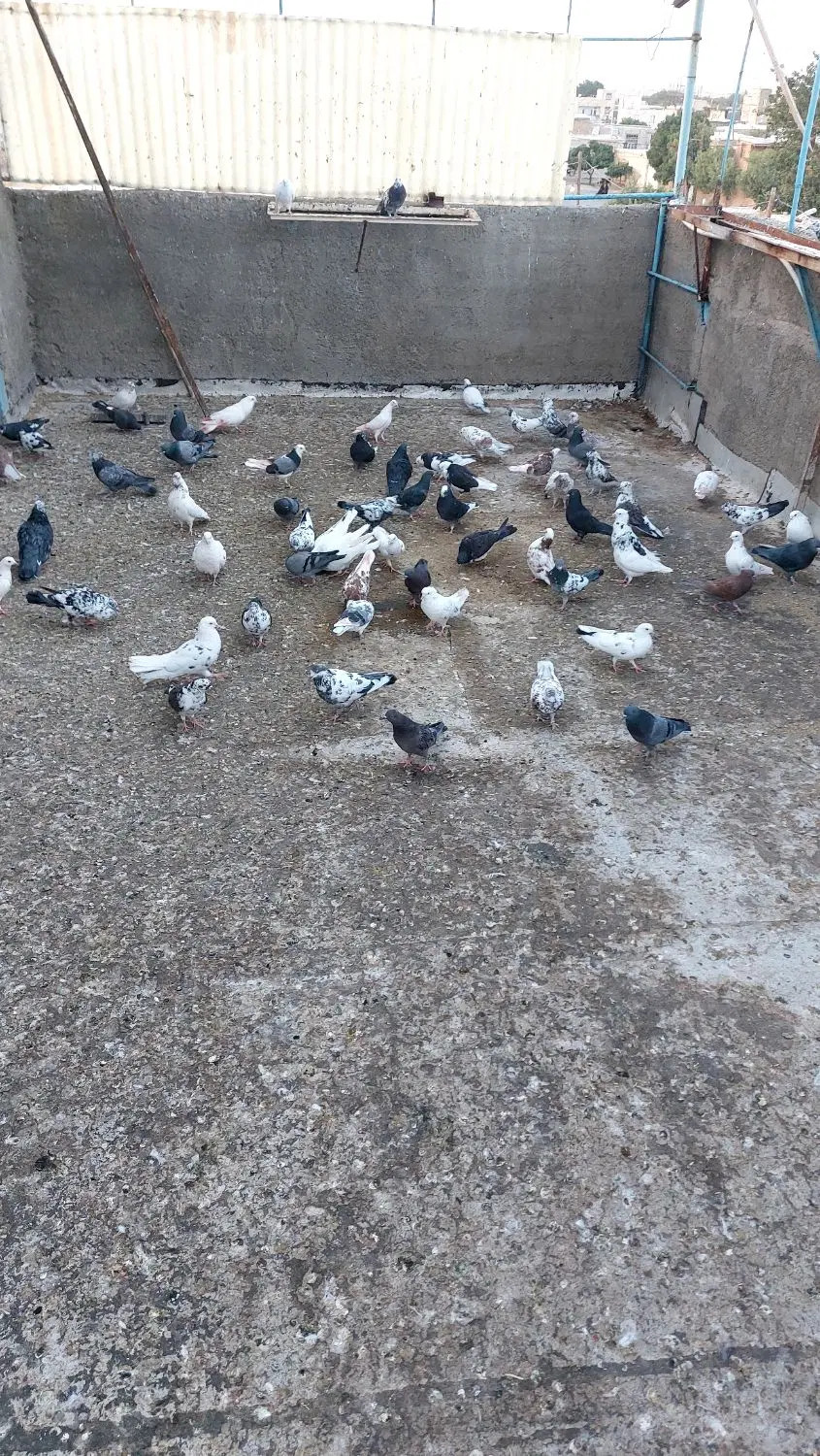 کبوتر|پرنده|سامن, |دیوار