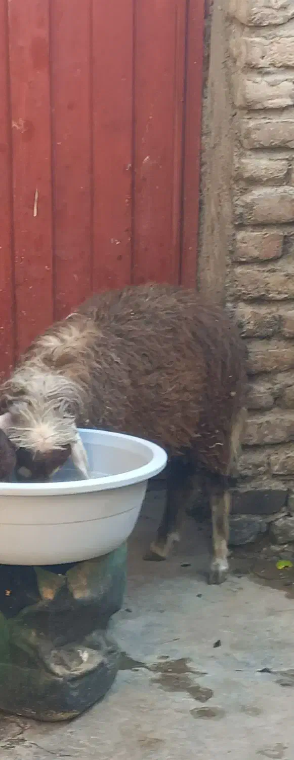 گوسفند|حیوانات مزرعه|جلین, |دیوار