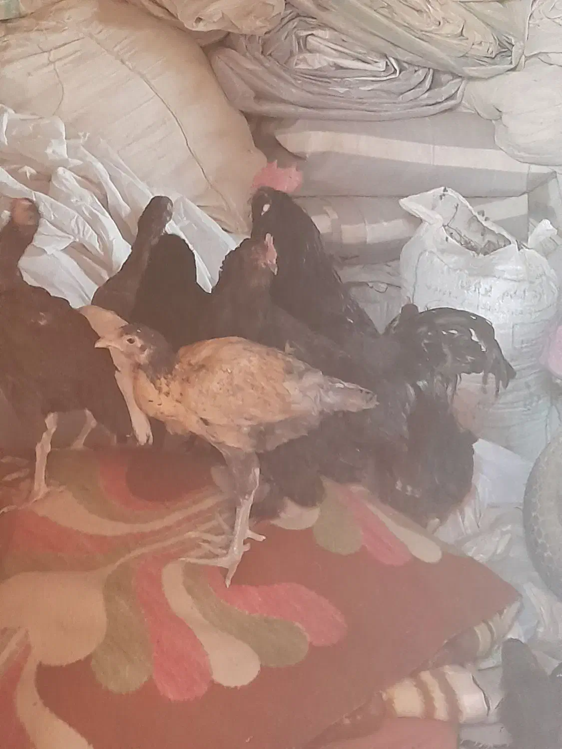 مرغ و خروس|پرنده|خور (اصفهان), |دیوار