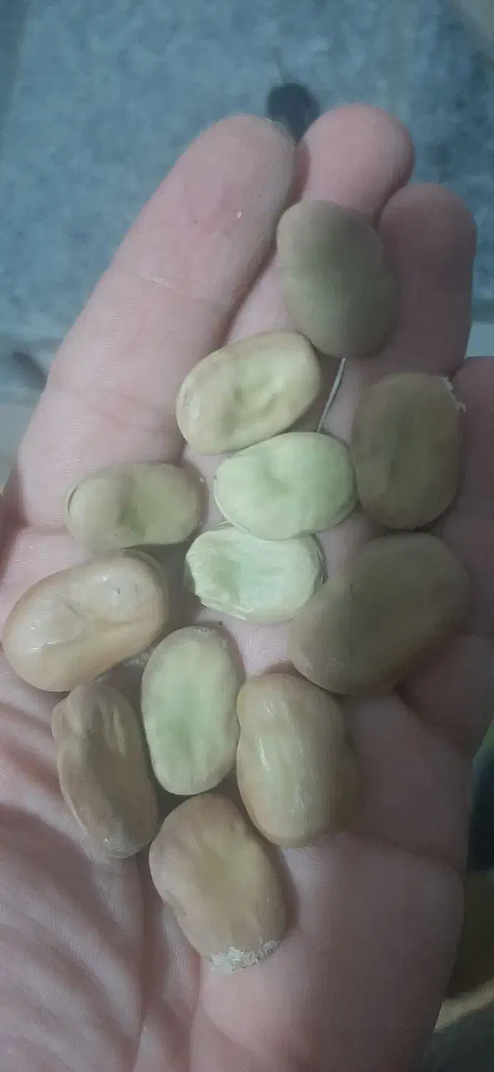 باقلا خشک هفت بند|خوردنی و آشامیدنی|کوهی‌خیل, |دیوار