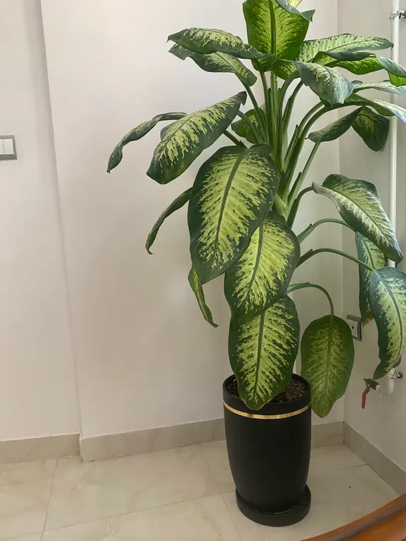 گل دیفن|گل و گیاه طبیعی|سرپل ذهاب, |دیوار