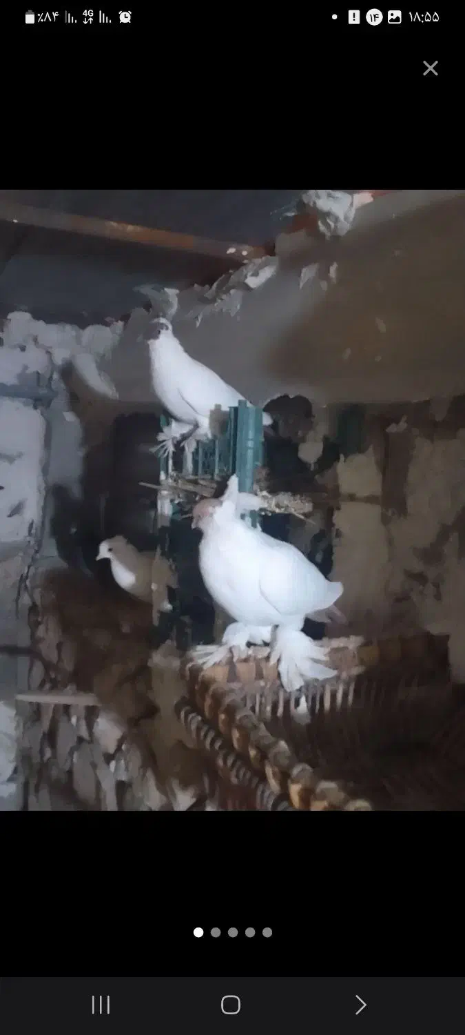 کبوتر هلمت (کله دمبی)|پرنده|لنده, |دیوار