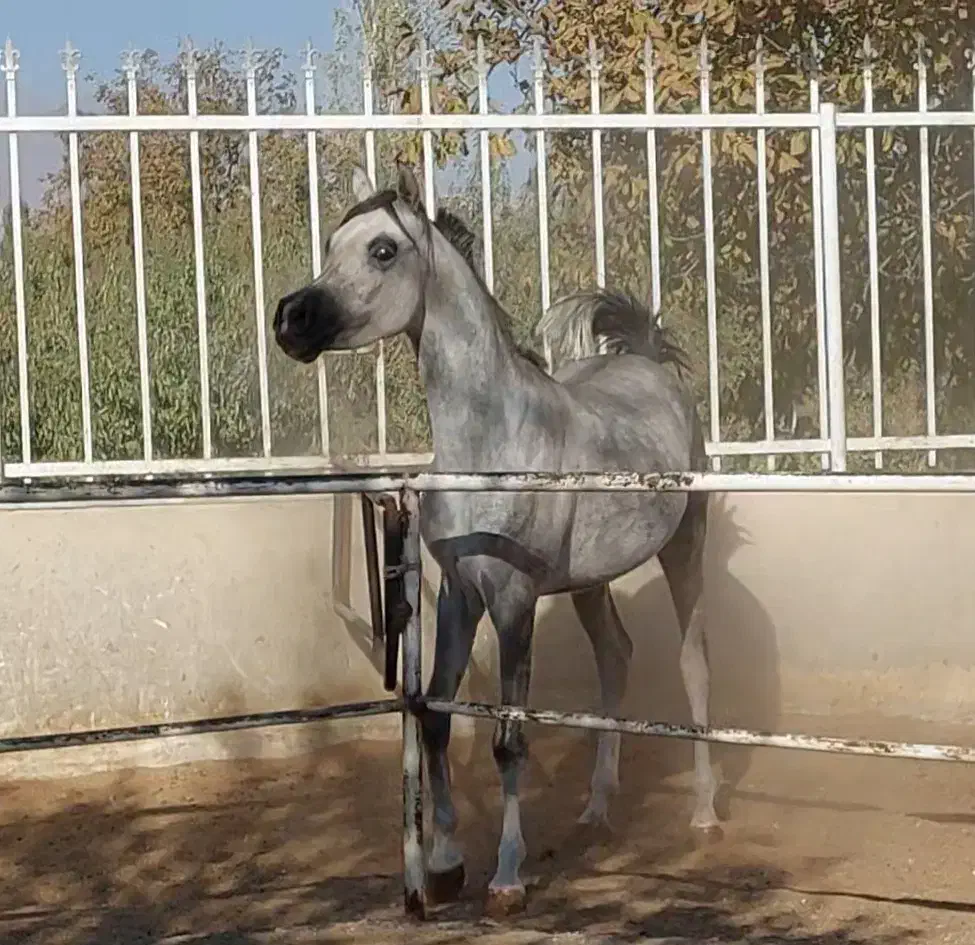 اسب عرب وارداتی،|اسب و تجهیزات اسب‌سواری|گلپایگان, |دیوار