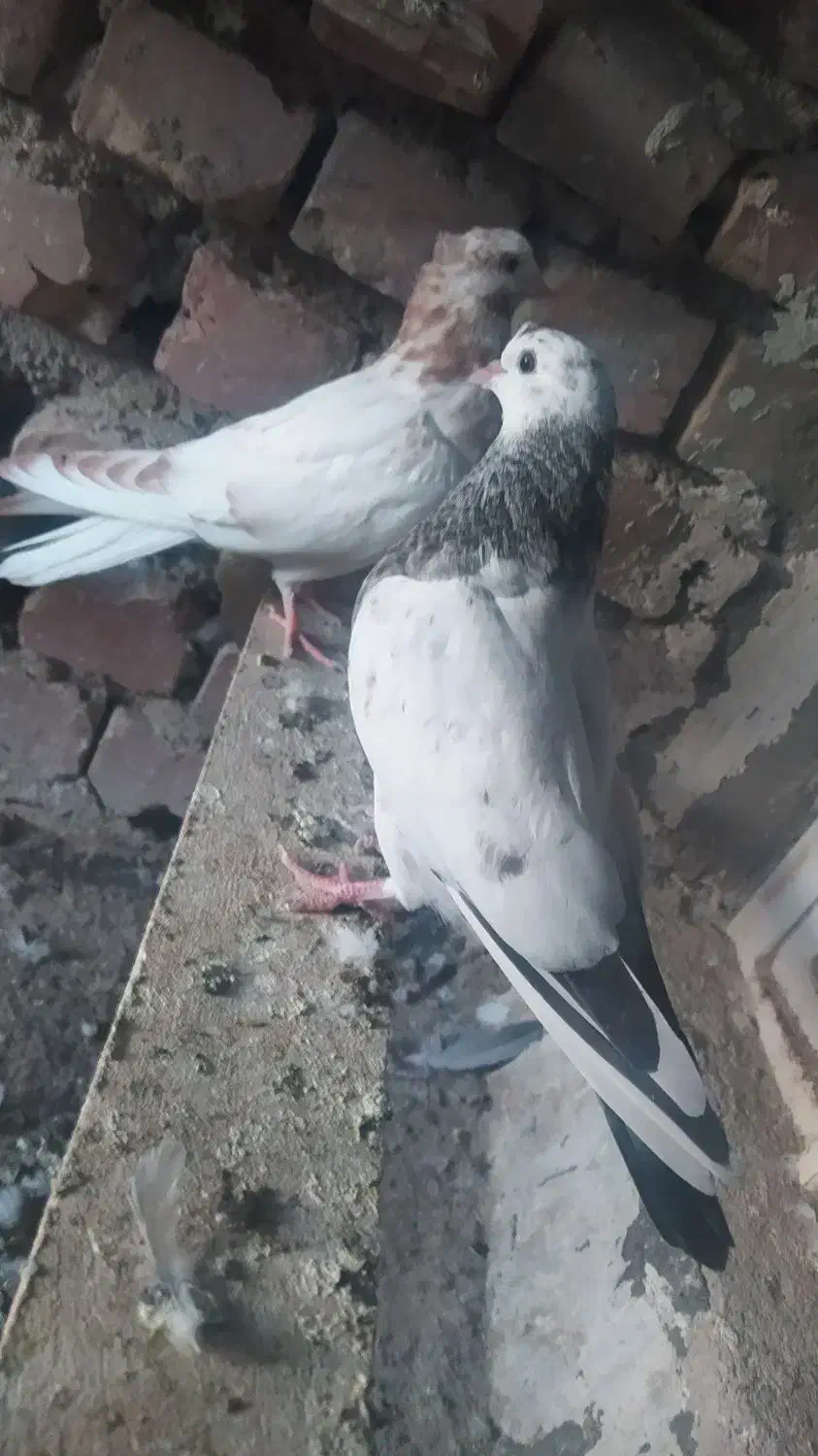 جوجه کبوتر فروشی|پرنده|کاشان, فاز ۲ ناجی آباد|دیوار