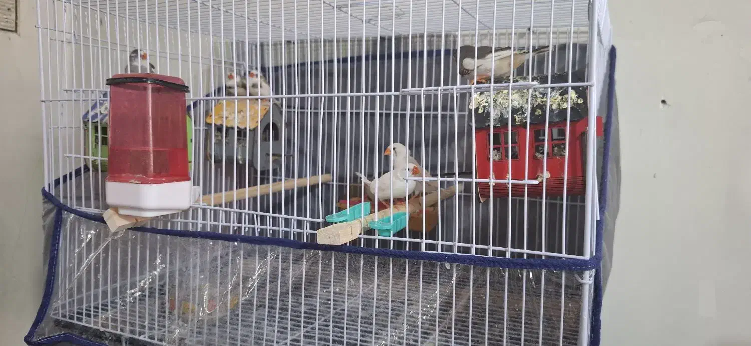 فنچ|پرنده|مشهد, رضاییه|دیوار