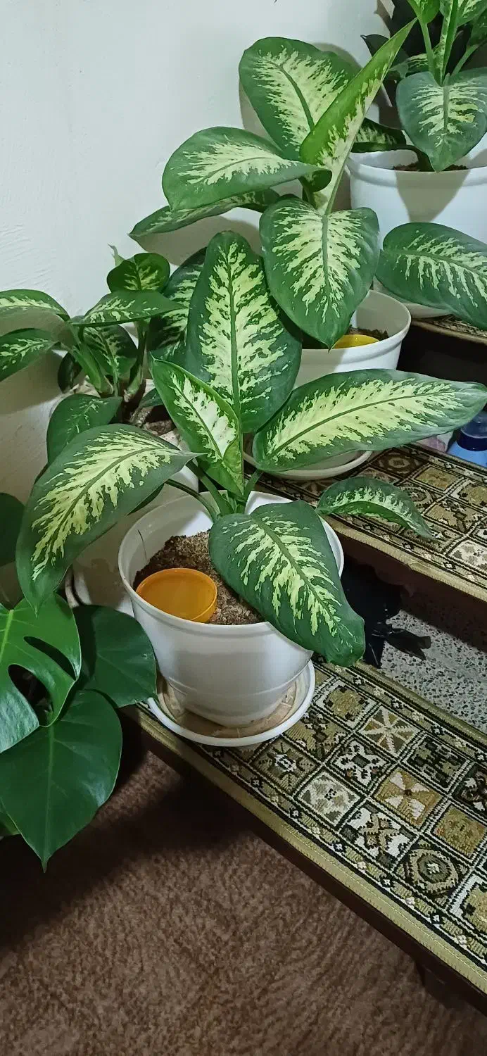 گل های شاداب و زیبا|گل و گیاه طبیعی|زنجان, |دیوار