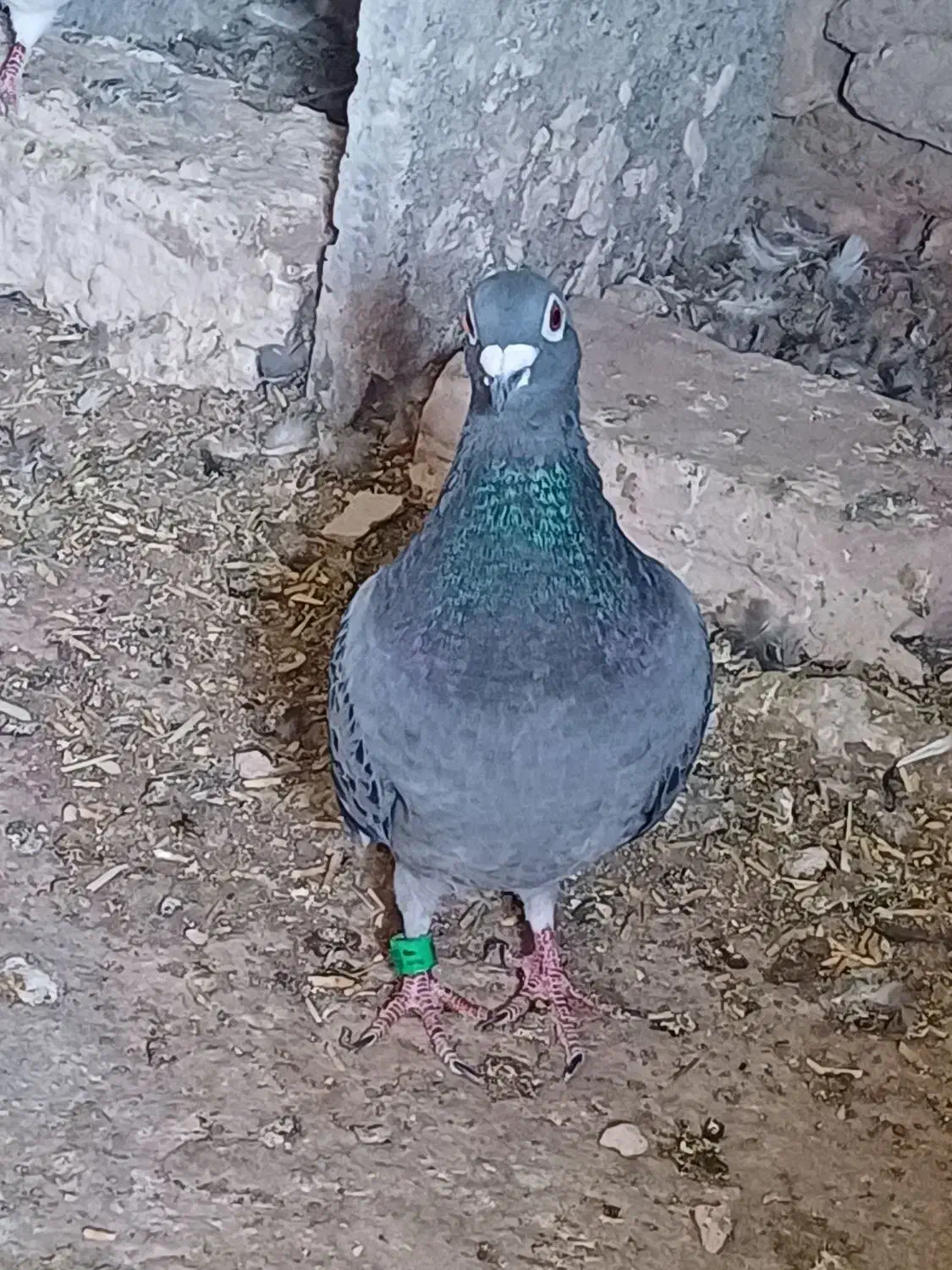 یکجفتمسافتیتضمینهمهچیدوستانارزشبالا|پرنده|قائن, |دیوار