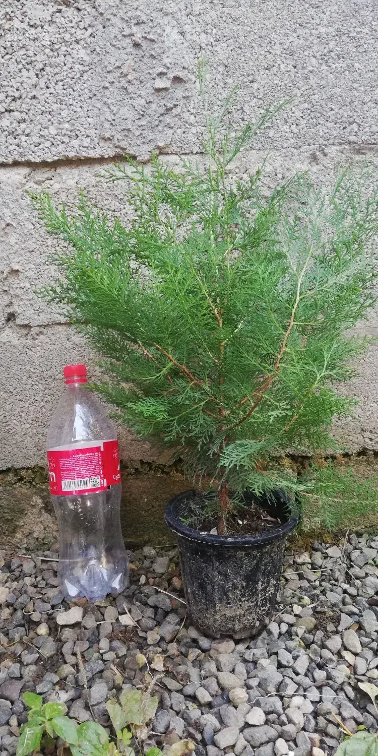 کاج سبز فشرده|گل و گیاه طبیعی|واجارگاه, |دیوار