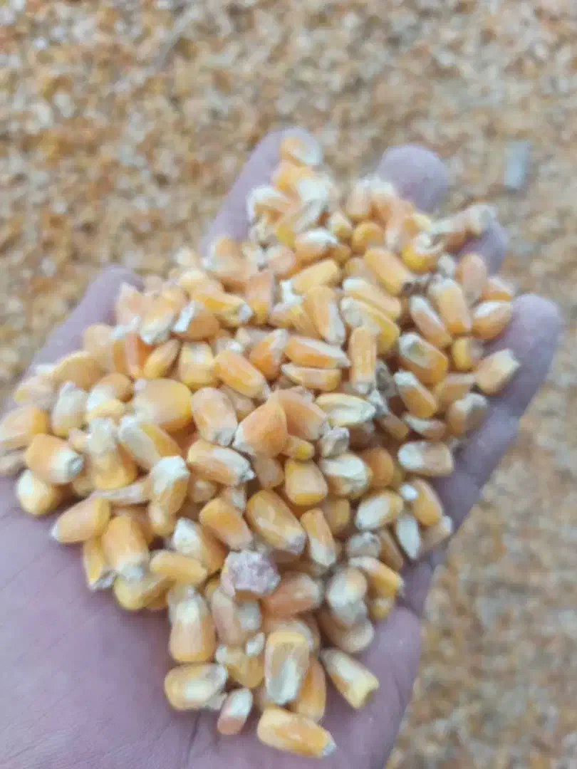 ذرت زیرقیمت بازار ب صورت عمده|عمدهفروشی|کوهدشت, |دیوار