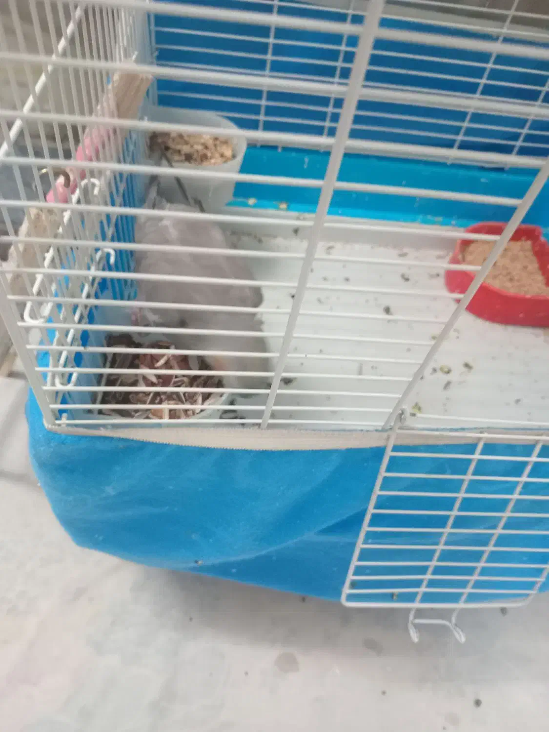 عروس|پرنده|قم, مهدیه|دیوار