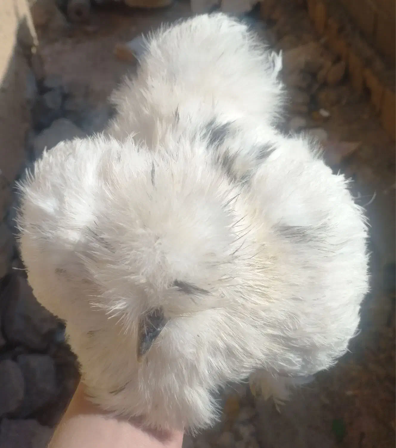 مرغ و خروس ابریشمی|حیوانات مزرعه|اصفهان, سرچشمه|دیوار