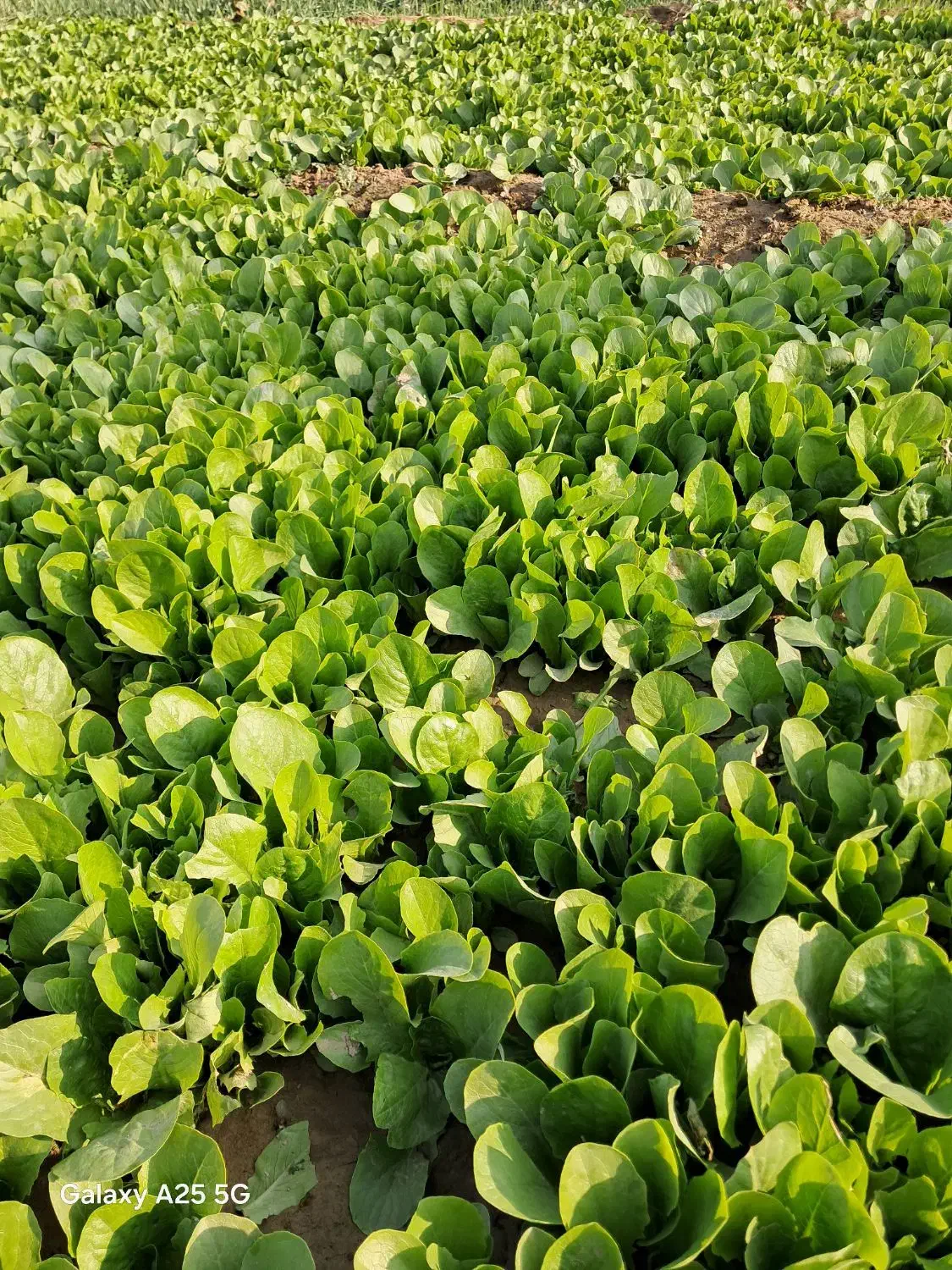 نشاع کاهو رسمی|خدمات باغبانی و درختکاری|جوادآباد, |دیوار