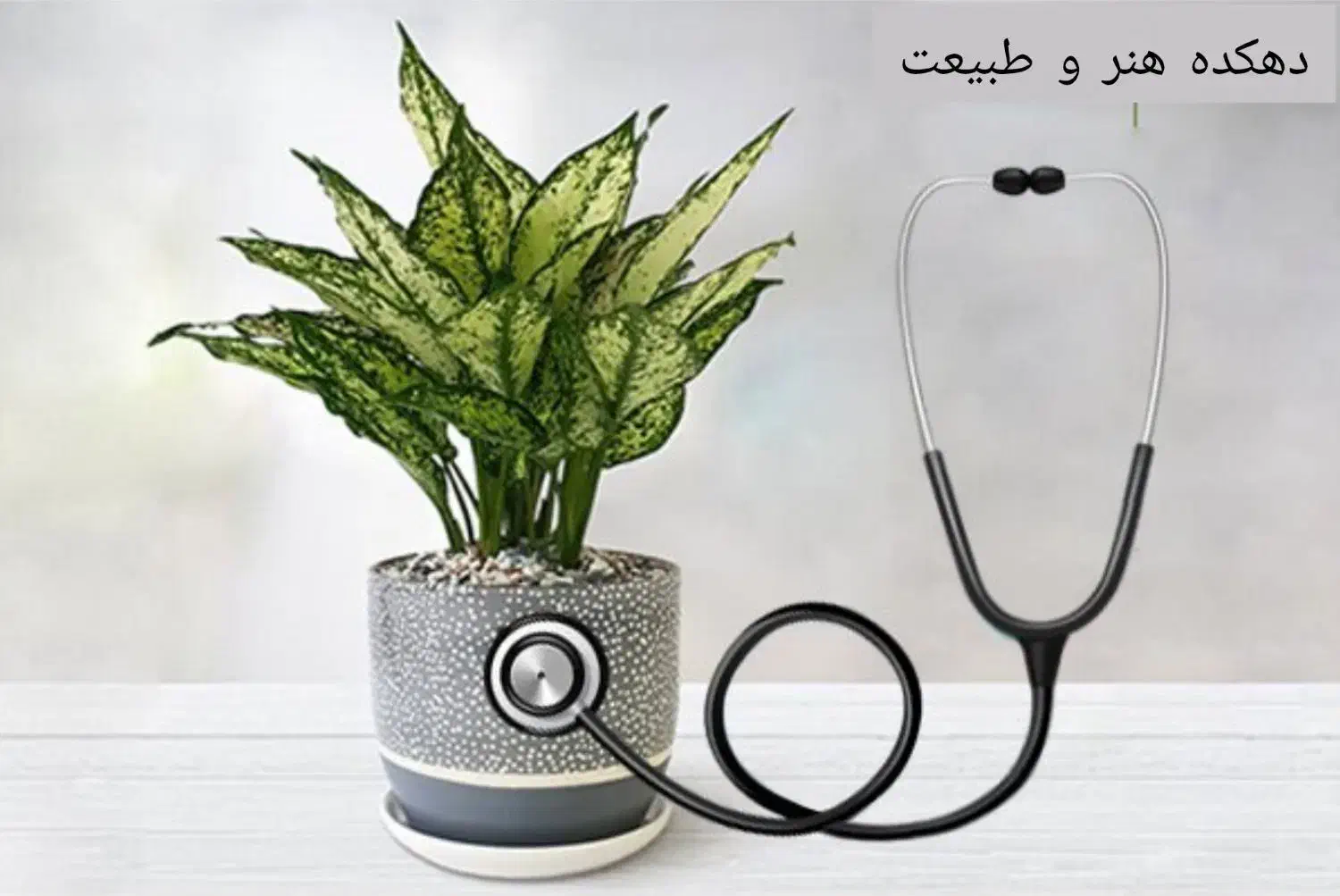 ویزیت گیاهان آپارتماتی|خدمات باغبانی و درختکاری|یزد, |دیوار