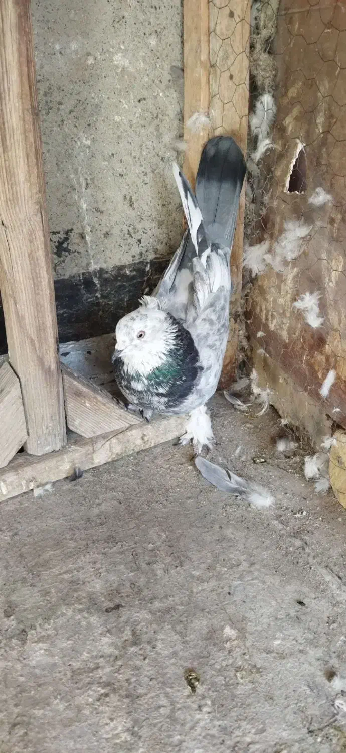 کفتر|پرنده|نجفآباد, کهریزسنگ|دیوار