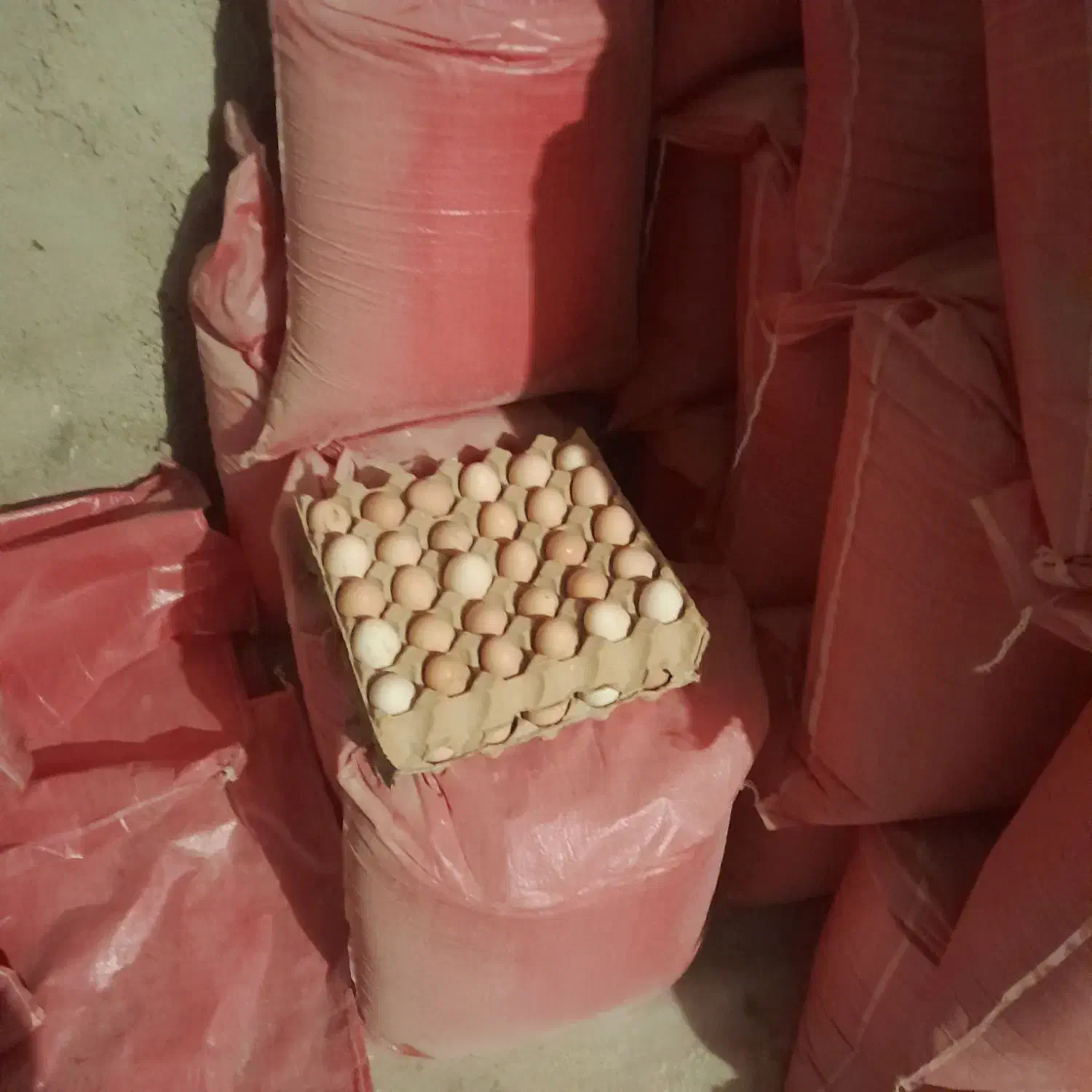 تخم نطفه دار گلپایگانی درصد نطفه بالا|حیوانات مزرعه|رباط‌کریم, حکیم آباد|دیوار