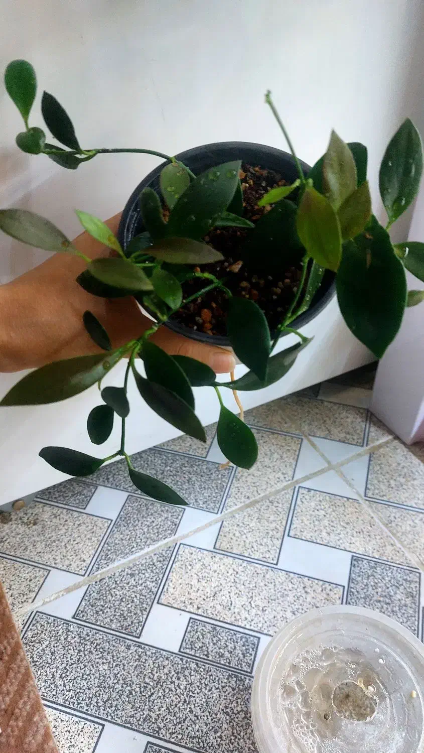 گلهای طبیعی|گل و گیاه طبیعی|یاسوج, |دیوار