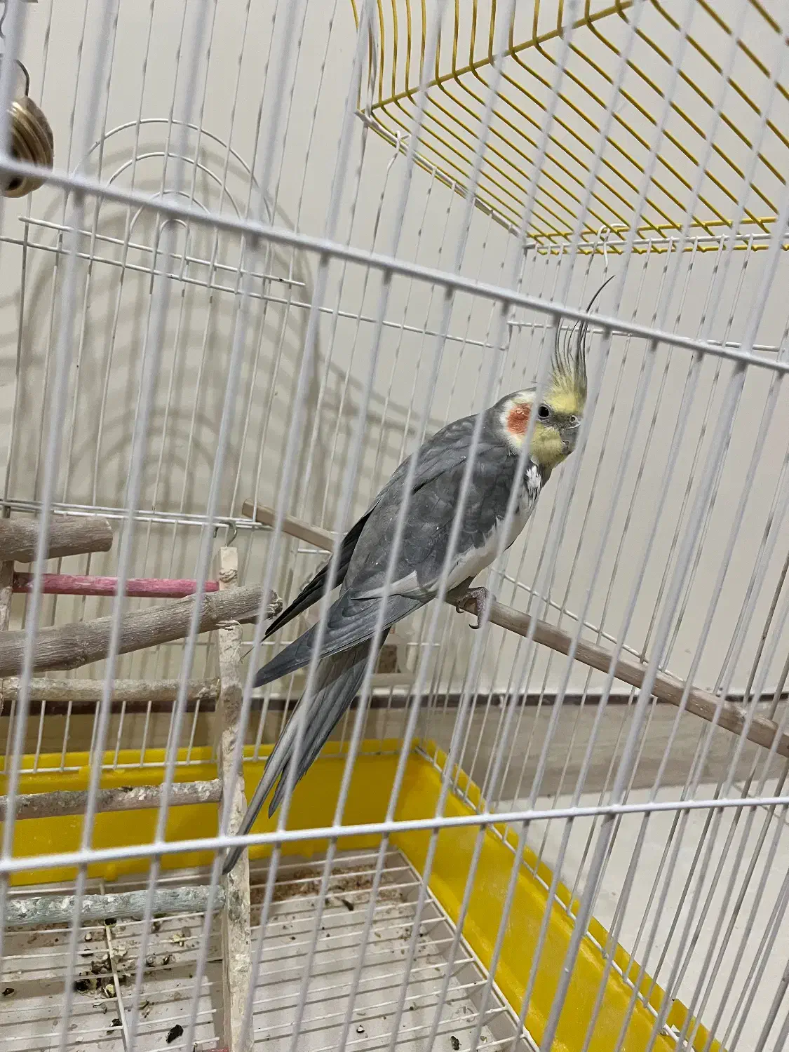 عروس هلندی|پرنده|قدس, شهرقدس|دیوار