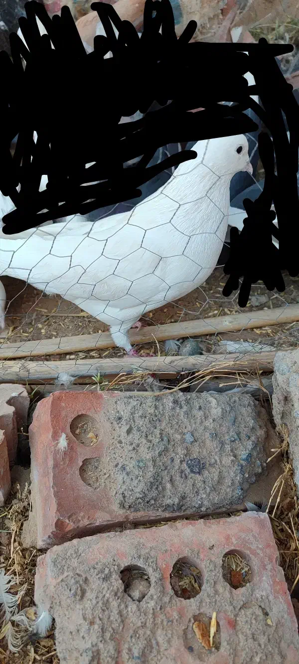 کبوتر|پرنده|بم, |دیوار