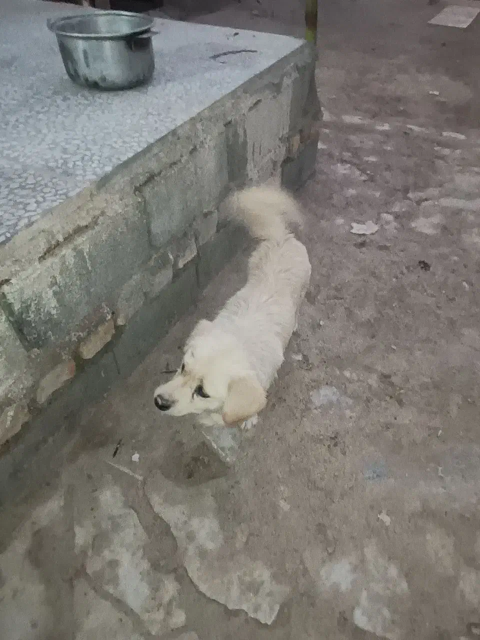 سگ اشپیتز و پاپی و خودمونی|سگ|نی‌ریز, |دیوار