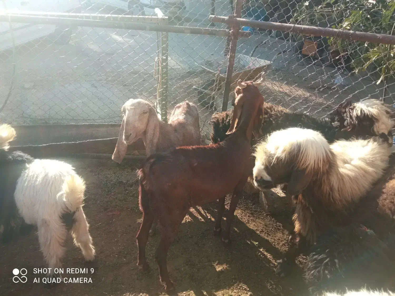 بز اصل|حیوانات مزرعه|بازفت, |دیوار