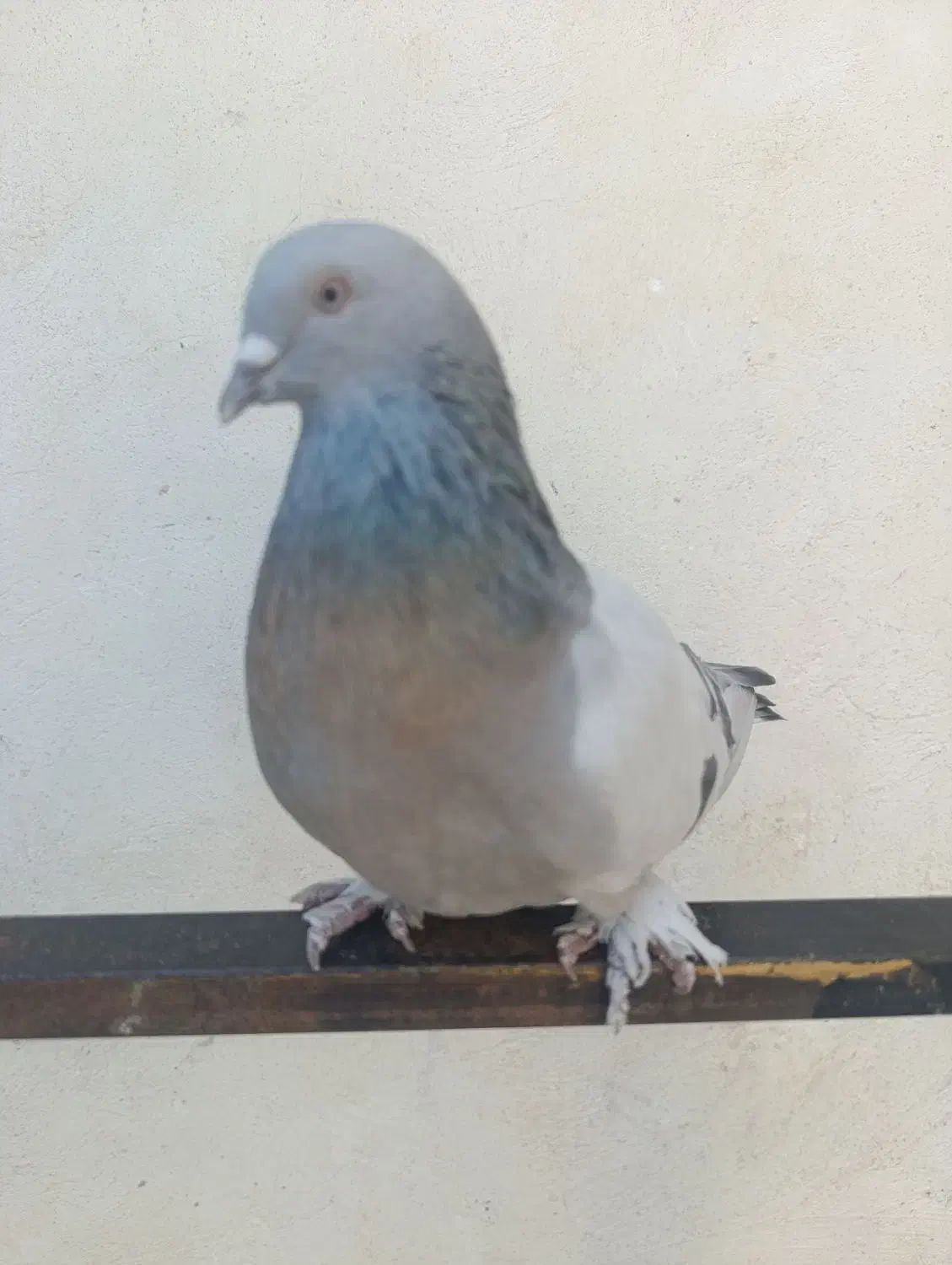 جفت سوسنی بازی کن|پرنده|ارژن, |دیوار