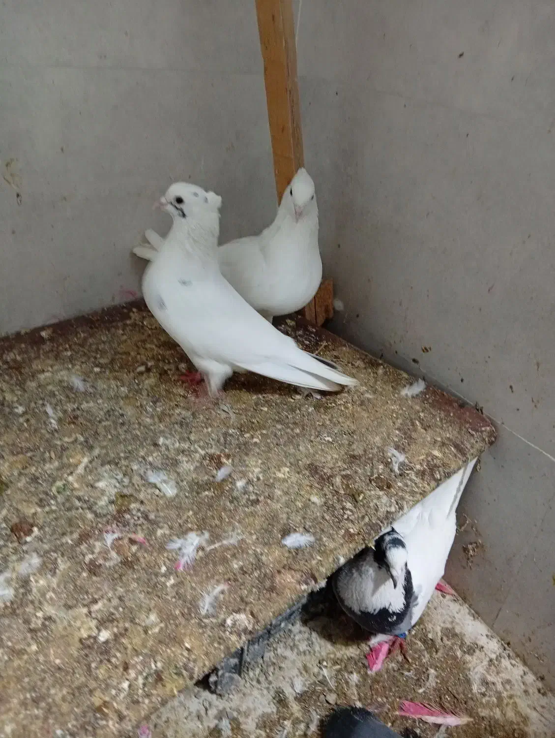 ماکت کفتر|مجسمه، تندیس، ماکت|ایلام, |دیوار