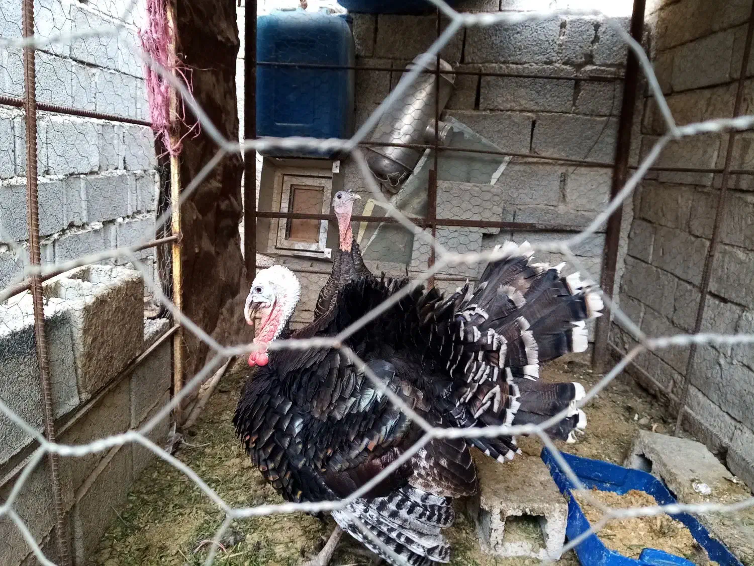 بوقلمون نر وماده|حیوانات مزرعه|آبپخش, |دیوار