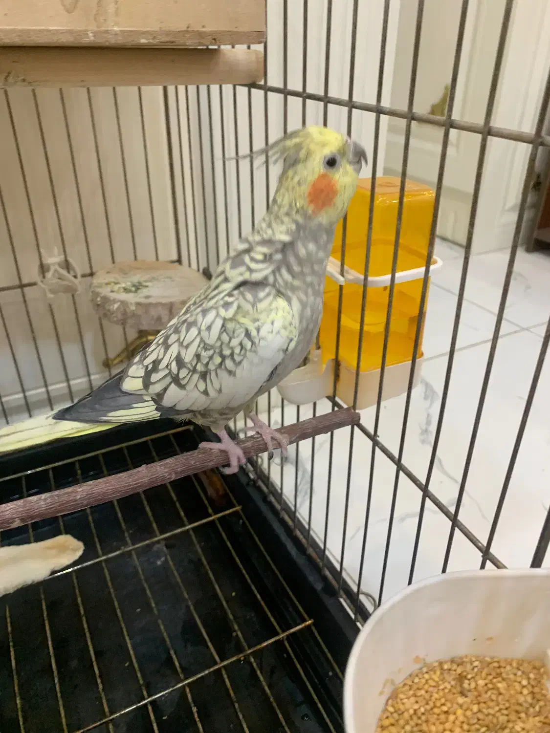 عروس هلندی مولد|پرنده|ری, فیروزآبادی|دیوار