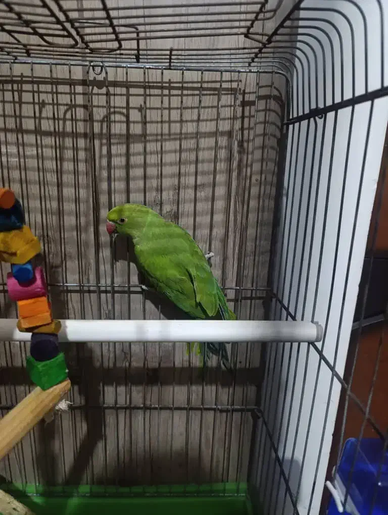 طوطی ملنگو|پرنده|بندرعباس, |دیوار