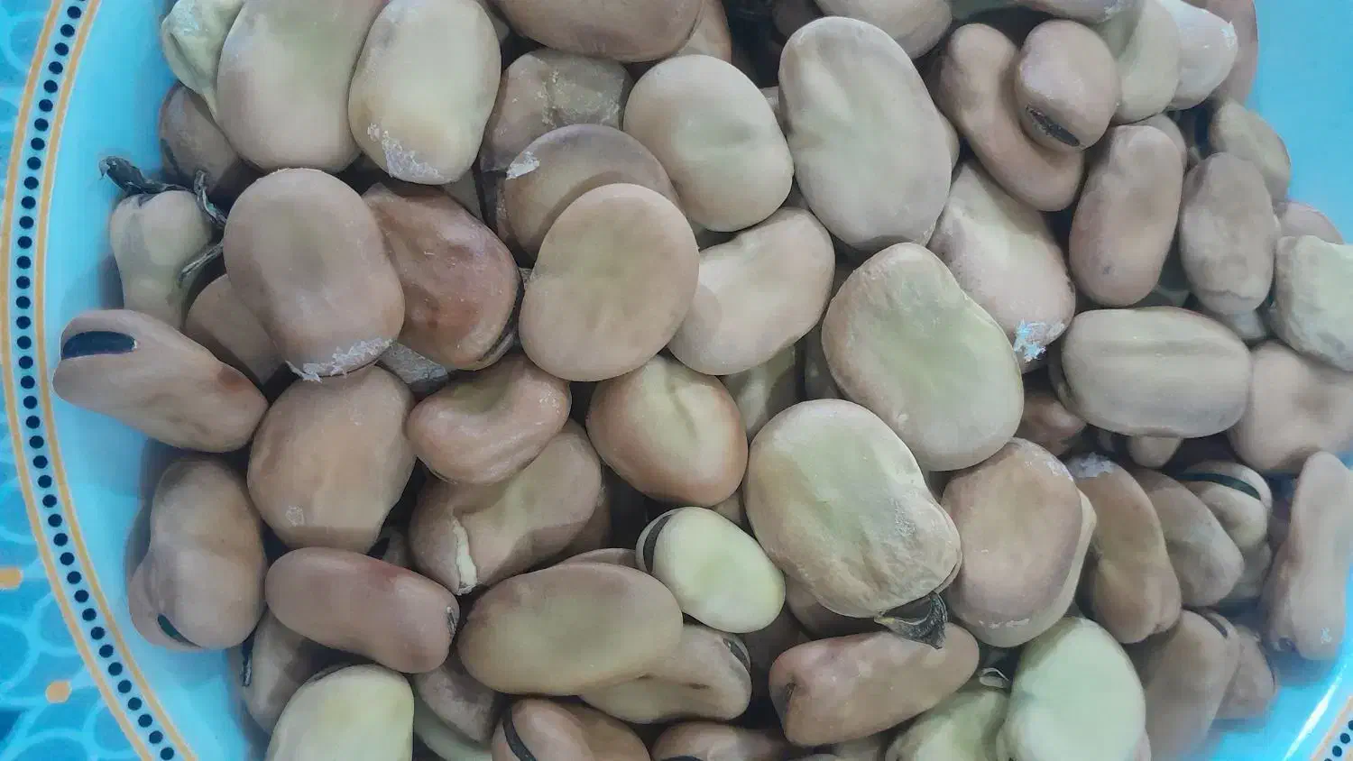 فروش بذر باقالا|خوردنی و آشامیدنی|دلند, |دیوار