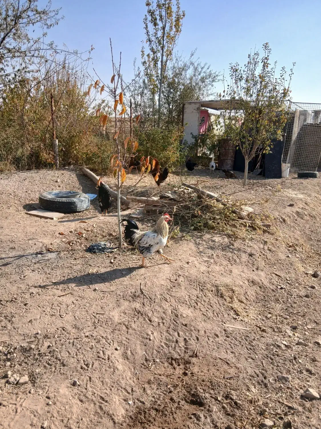 خروس|حیوانات مزرعه|محمدیه-قزوین, |دیوار