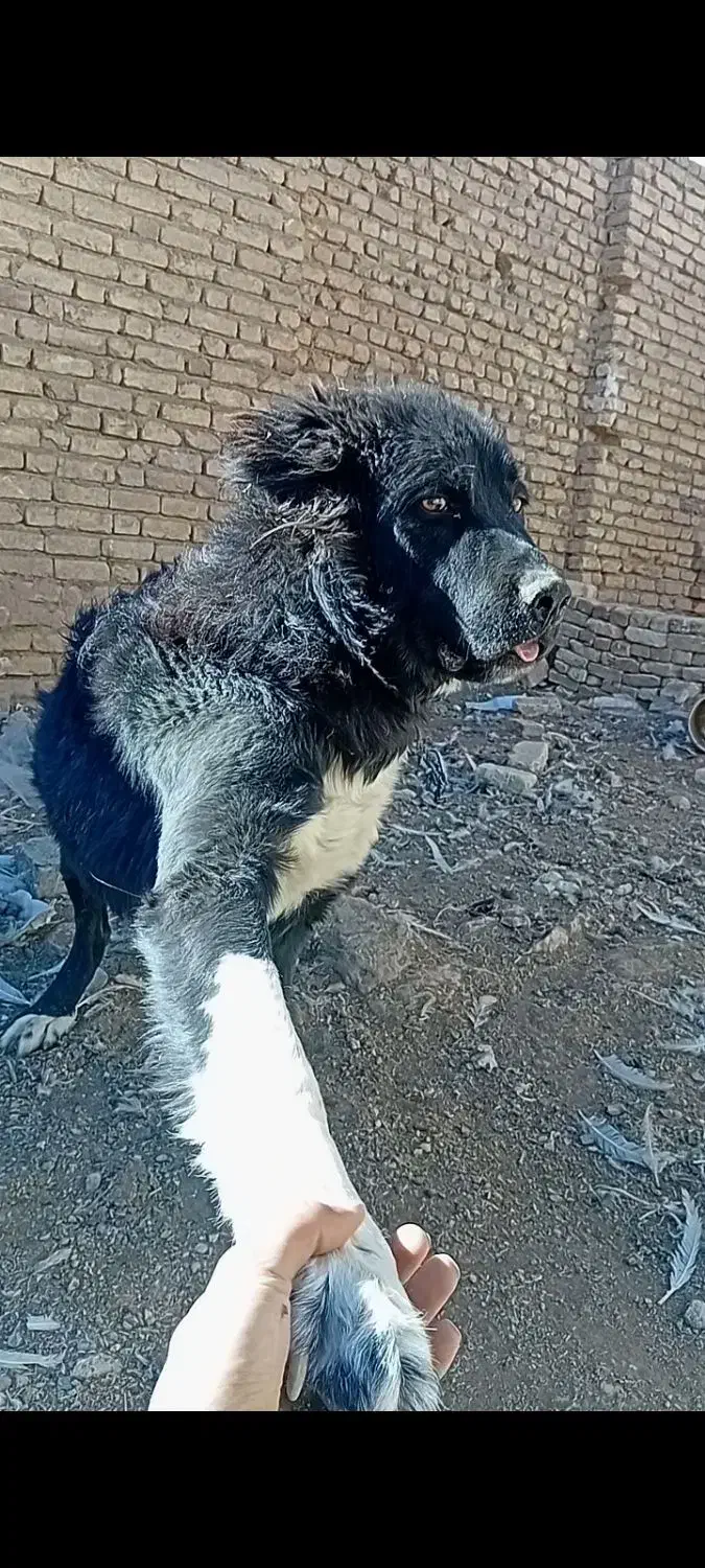 واگذاری نر ۹ ماه|سگ|داران, |دیوار