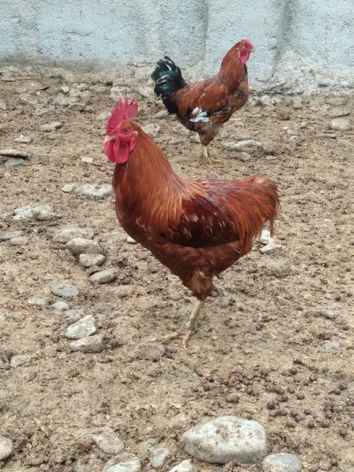 خروس محلی|حیوانات مزرعه|پیشوا, |دیوار