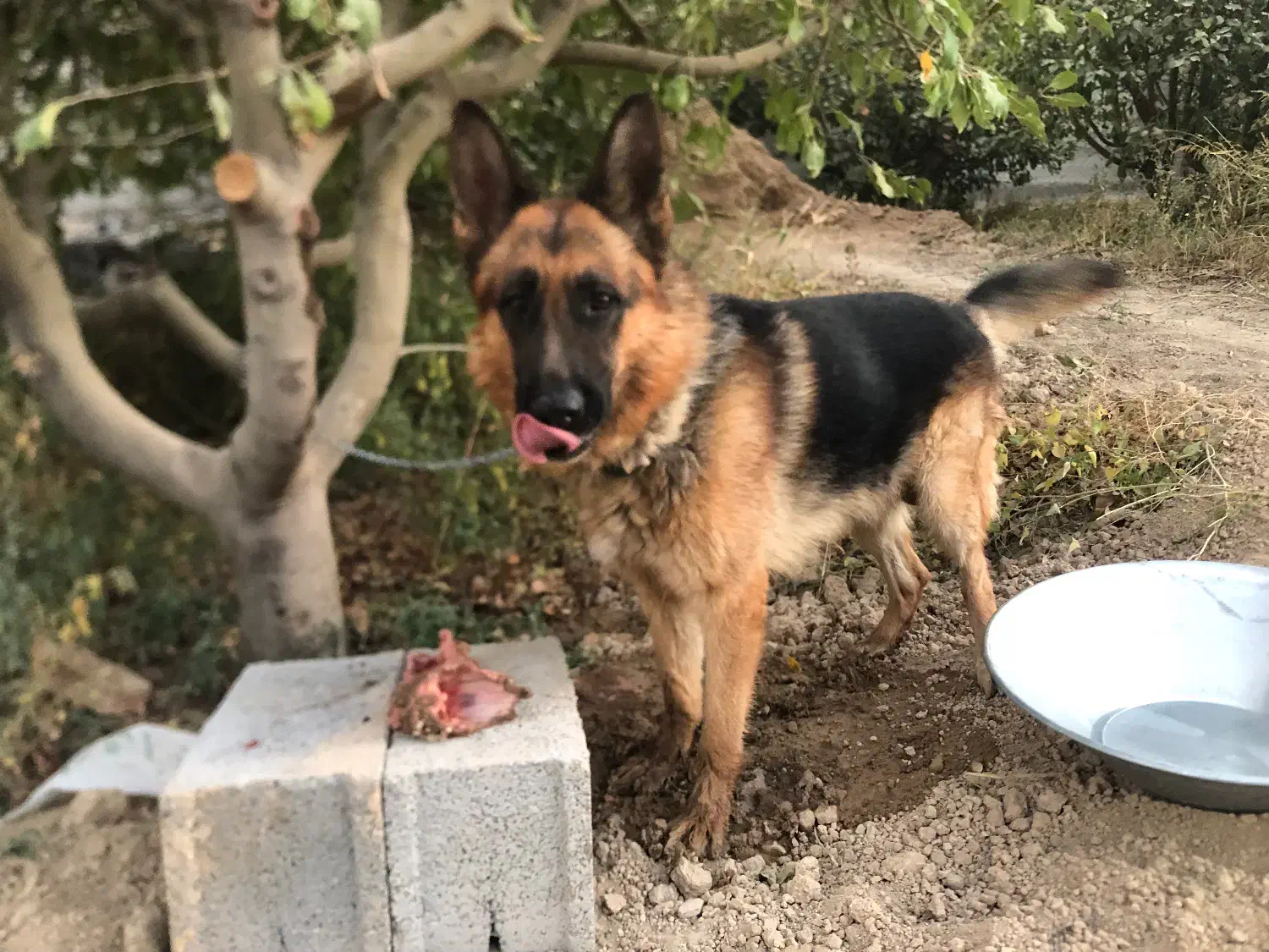 سگ ژرمن اصیل|سگ|وحیدیه, |دیوار